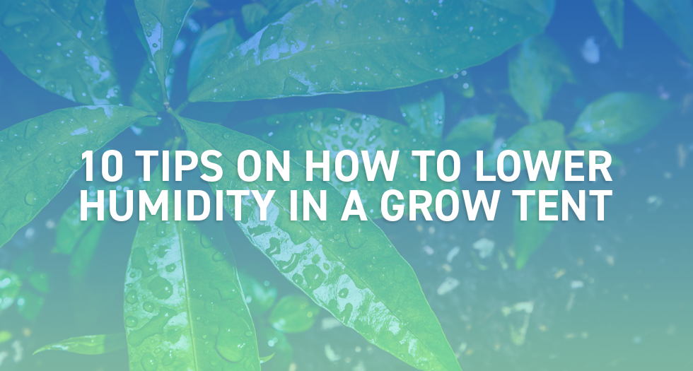 10 Tips on How to Lower Humidity in a Grow Tent