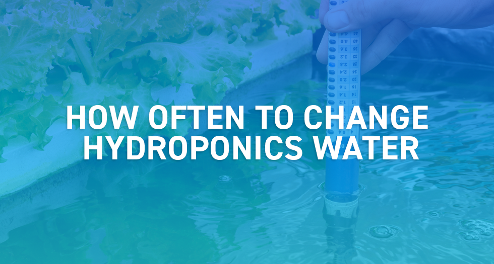 How Often to Change Hydroponics Water