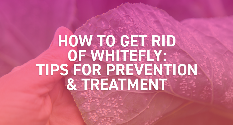 How to Get Rid of Whitefly – Tips for Prevention & Treatment