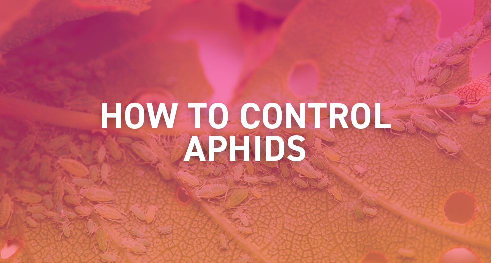 How to Control Aphids