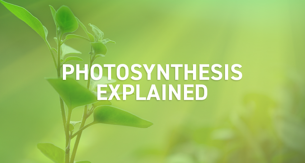 What Is Photosynthesis? Why Your Indoor Plants Need Light