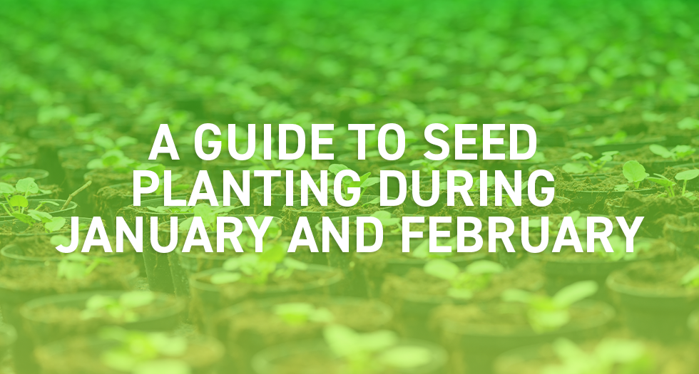 Sowing the Seeds of Success: A Guide to Seed Planting during January and February