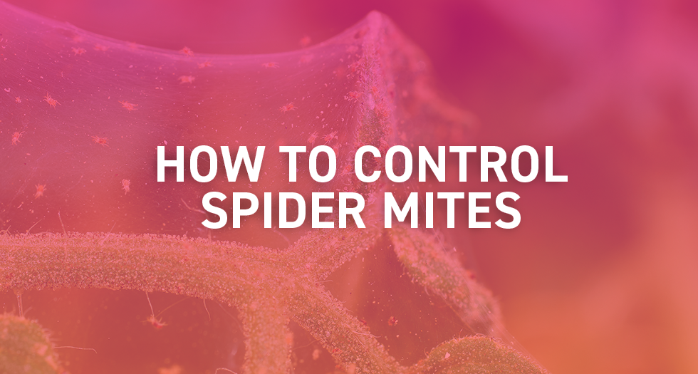 How to Control Spider Mites