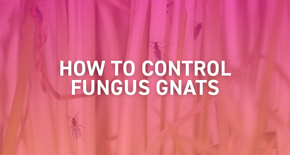 How to Control and Get Rid of Fungus Gnats