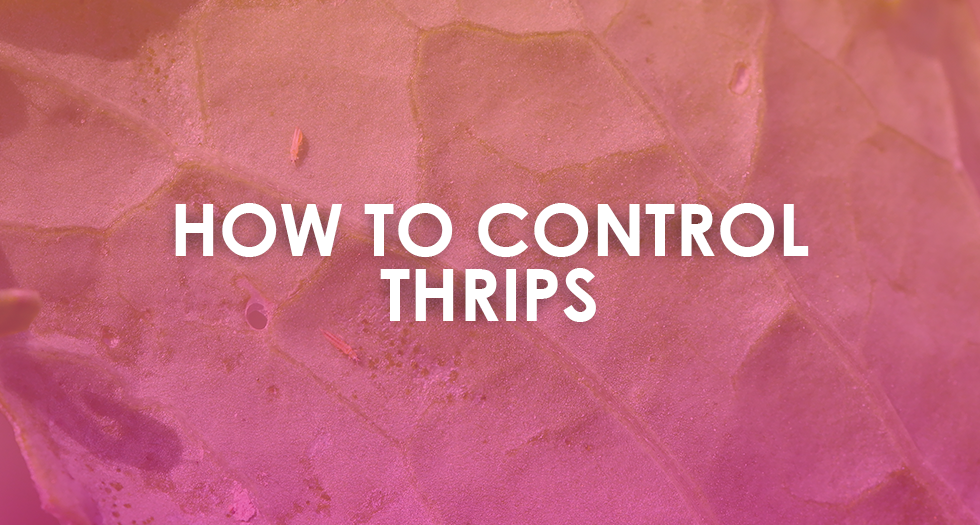 How to Control Thrips