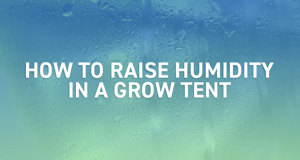 How to Raise Humidity in a Grow Tent