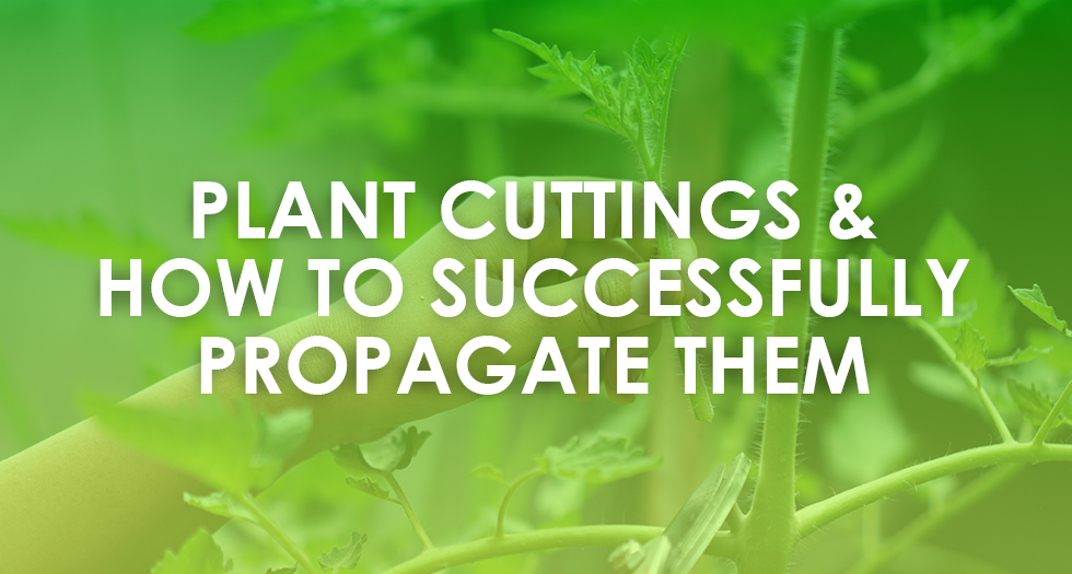 A Comprehensive Guide to Plant Cuttings and Successful Propagation