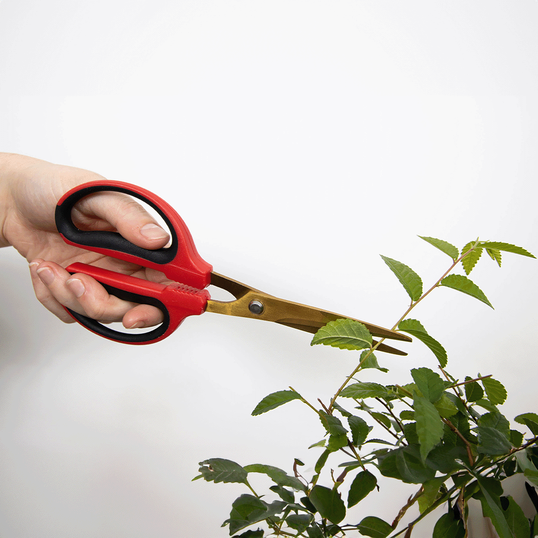 BetterGrow Bonsai Pruning Scissors